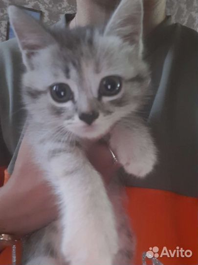 Котята
