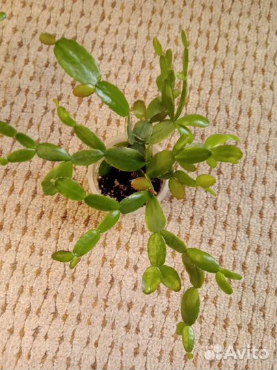 Рипсалидопсис