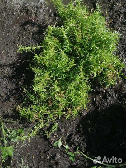 Флокс шиловидный, хоста, клематис