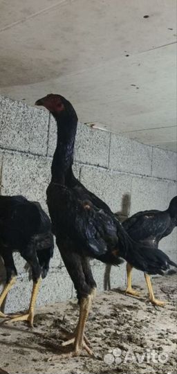 Бойцовые петухи