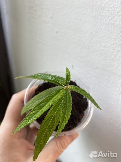 Дебрегеасия - редкое плодоносящее экзотическое