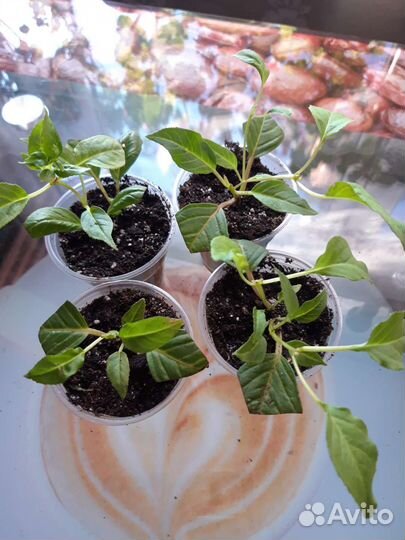 Комнатные цветы