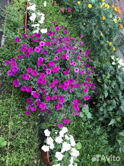 Петуния Тайдал в горшке