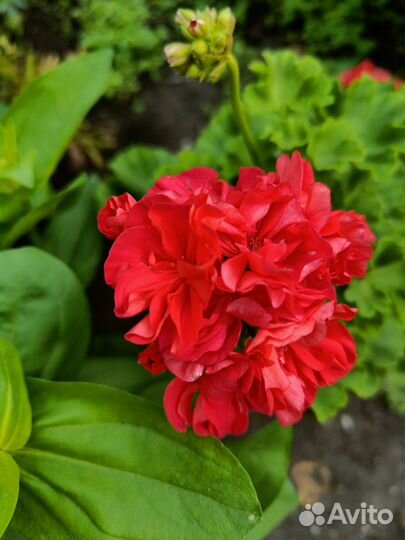 Пеларгония Highfield's Charisma