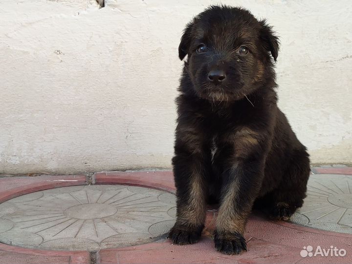 Отдам щенка в добрые руки