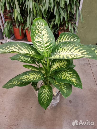 Диффенбахия тропик сноу