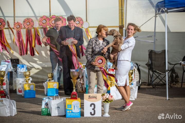 Веймаранер. Кобель шоу класс