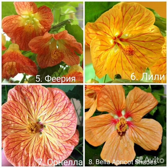 Абутилоны 50+ сортов