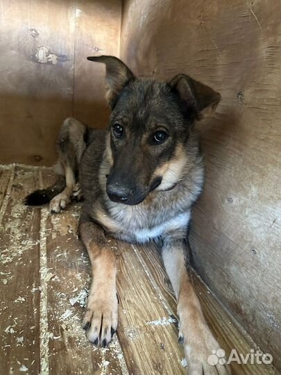 Собака из приюта