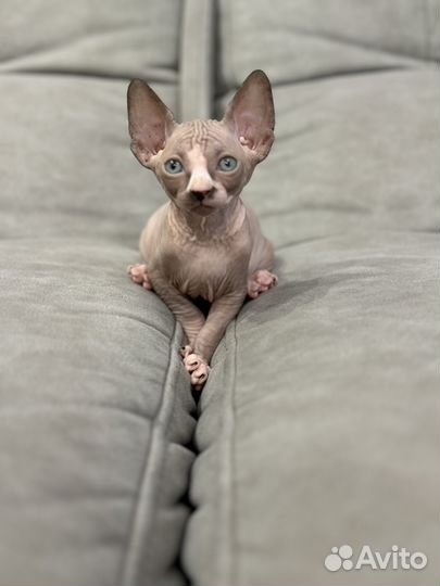 Канадский сфинкс котенок мальчик