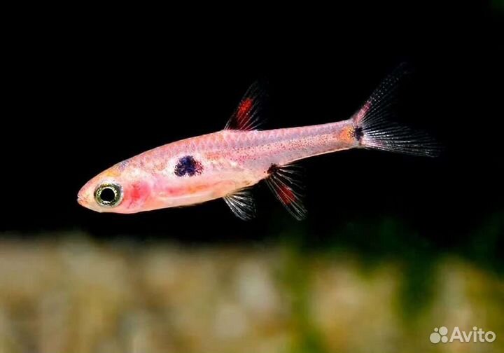 Расбора макулата Аквариумные рыбки в ассортименте