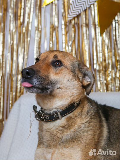 Собака-умница в добрые руки