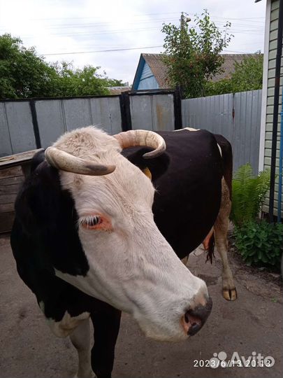 Корова дойная