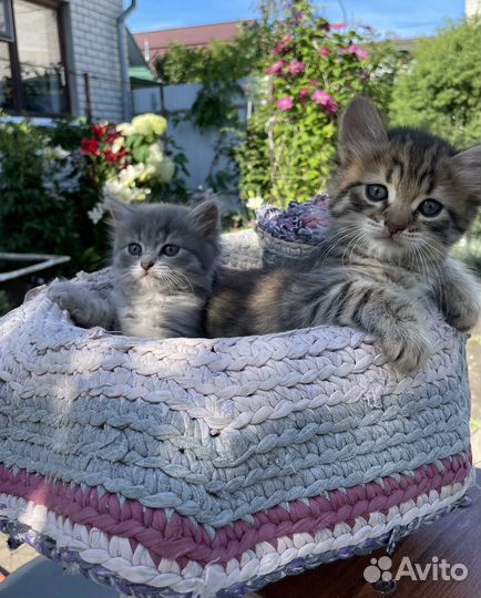 Котята в добрые руки, мальчики