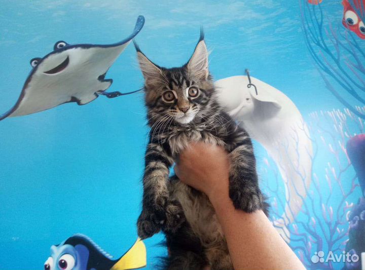 Котята мэйн кун