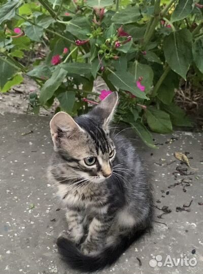 Отдам котёнка в заботливые руки