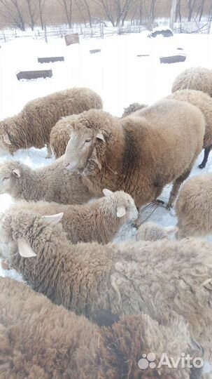 Бараны, овцы, ягнята
