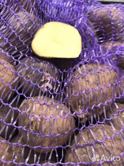 Картофель крупный и семенной, лук, морковь