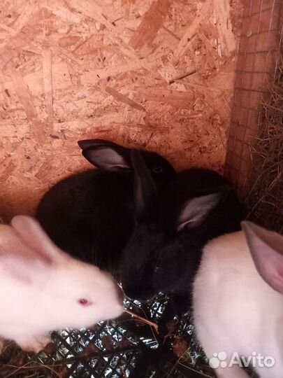 Кролики помесные