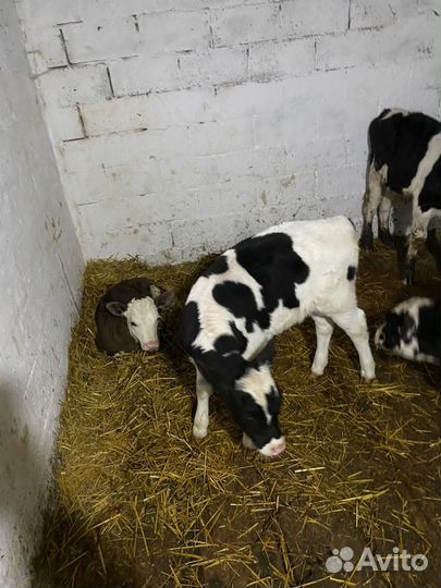 Бычки на откорм