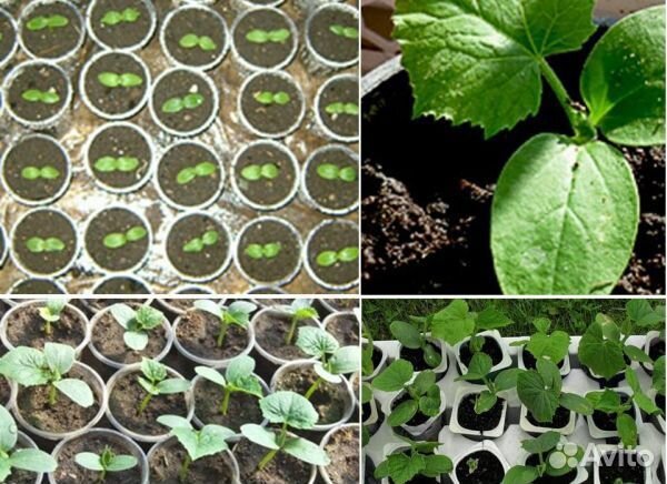 Семена ароматного огурца из Испании Бэрд F1