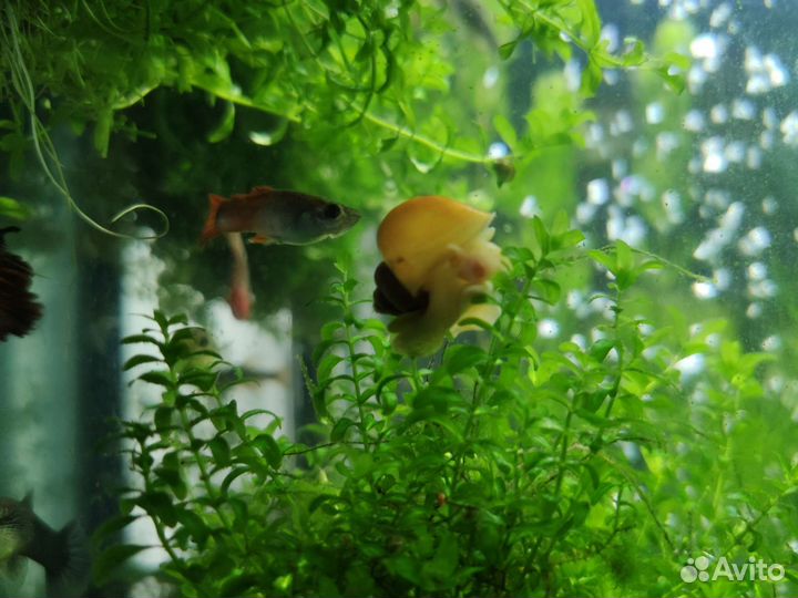 Улитки ампулярии