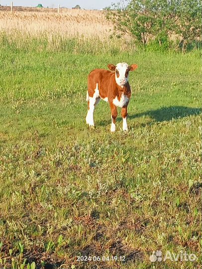 Корова дойная с теленком