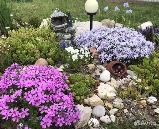 Флокс шиловидный розовый