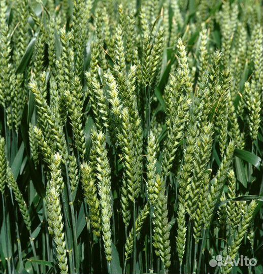 Семена Ячменя,Пшеницы, Овса