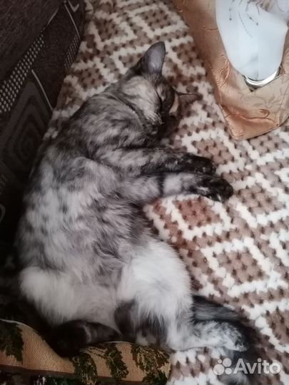Отдам кошку в добрые руки
