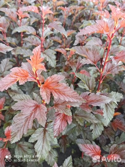 Пузыреплодник Андре (Andre)