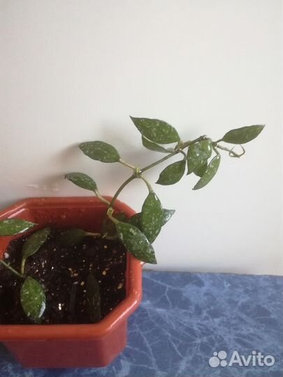 Hoya Buoti, Wayetii, и много других