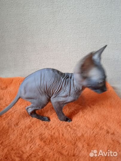 Канадский сфинкс котята