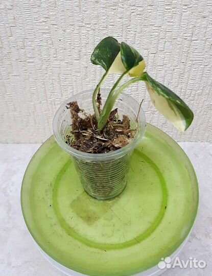 Филодендрон жёлтая кобра