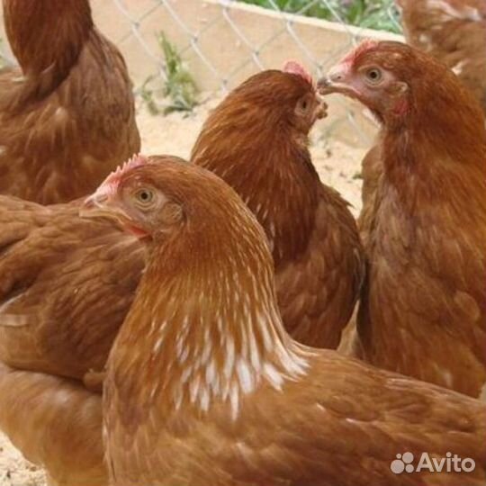 Продам кур молодок