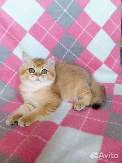 Британский золотой котик