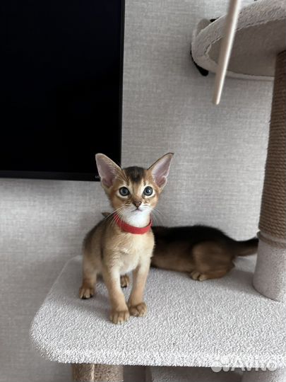 Абиссинские котята