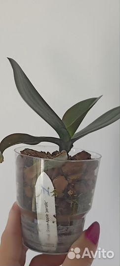 Орхидея подросток Green Apple KES02