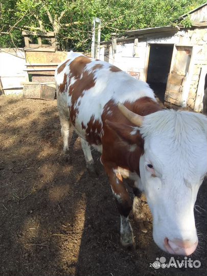 Продам корову