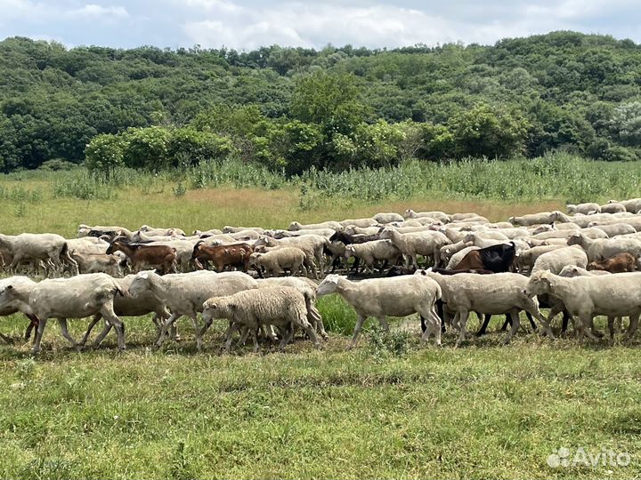 Овцы породы тексель