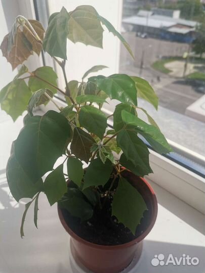 Комнатные цветы березка