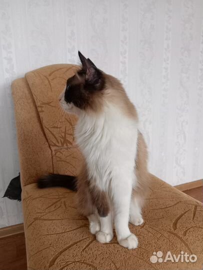 Кот Иззик порода Рэгдолл