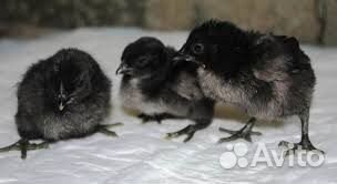 Цыплята ухейилюй, лакеданзи, амеруакана