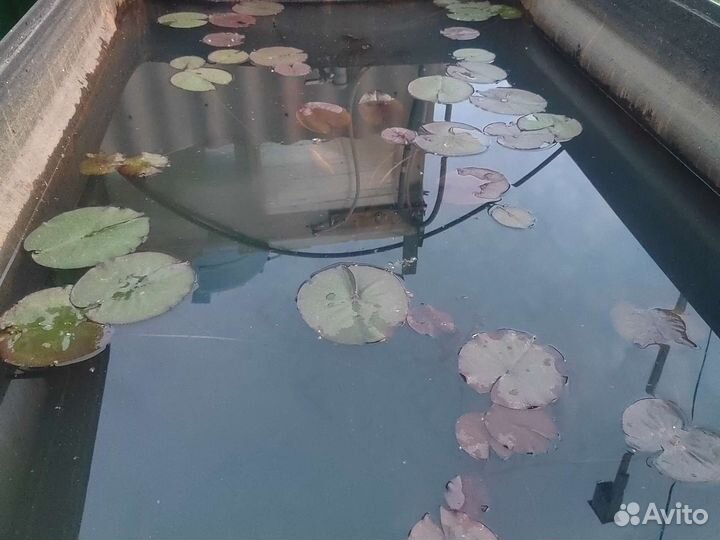 Нимфеи кувшинки