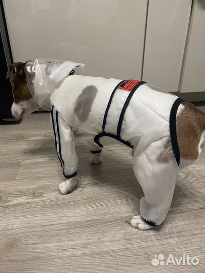 Костюм для собаки