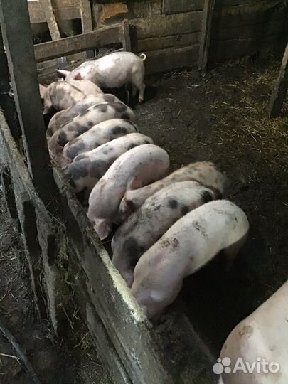 Порода йекшир