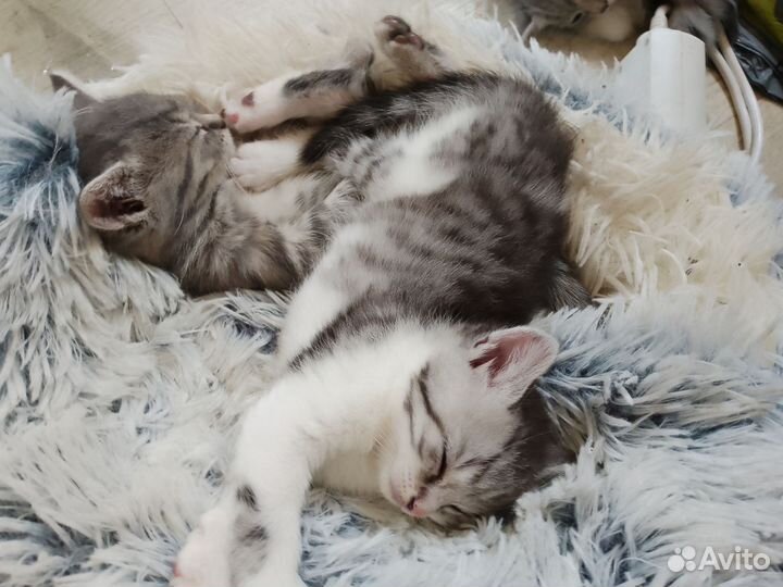 Продаю котят