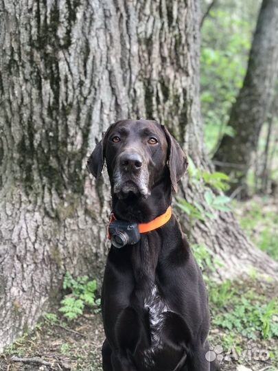 Курцхаар вязка