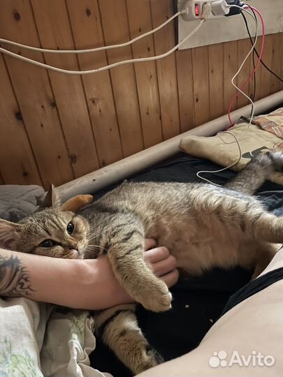 Скотиш страйт вязка