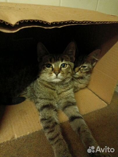 Кошка в дар